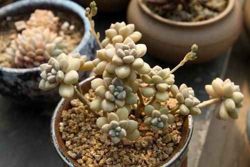 勤晒太阳少浇水，多肉植物是这么养的吗？