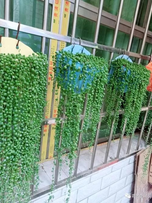 三种网红垂吊植物，挂在家里，轻松养成绿森林