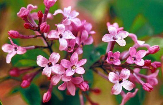 养花试试此几款，花开繁盛花香怡人，花姿妖娆