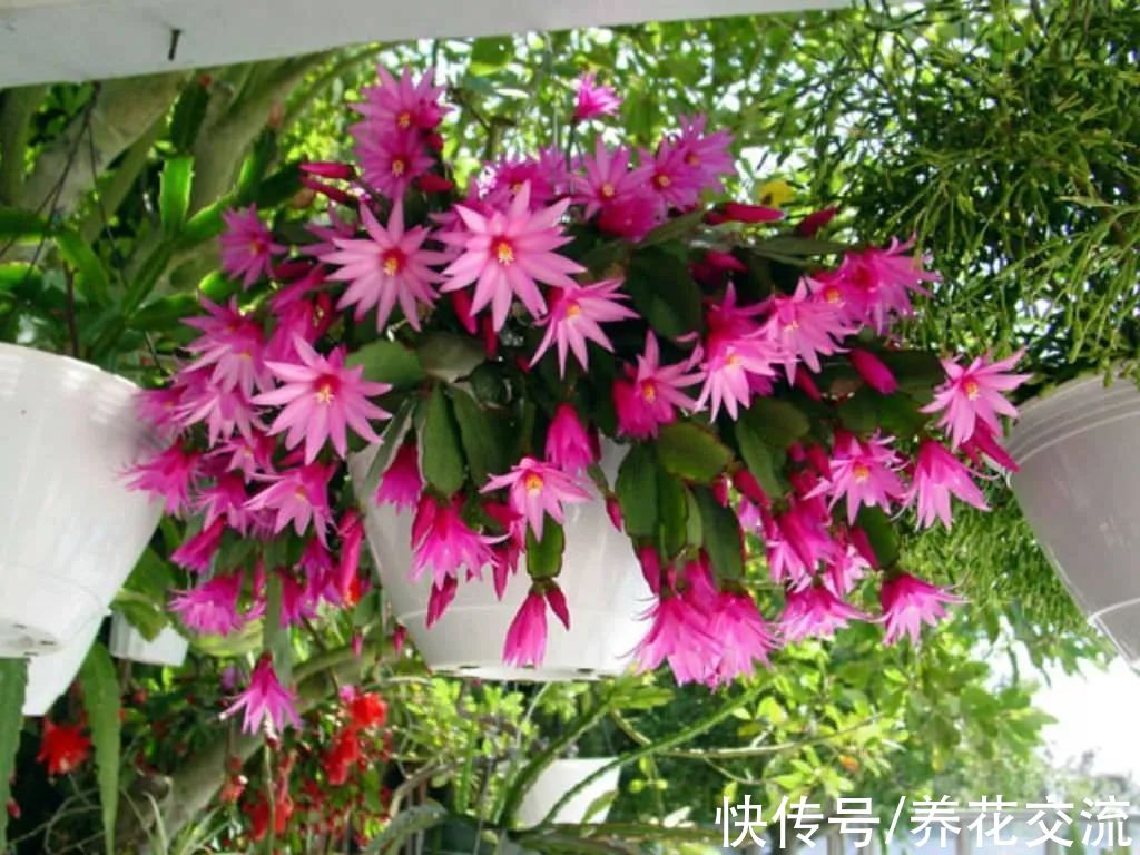 8种小众的垂盆花卉,小巧且可爱,朝东的窗台上可悬挂几盆