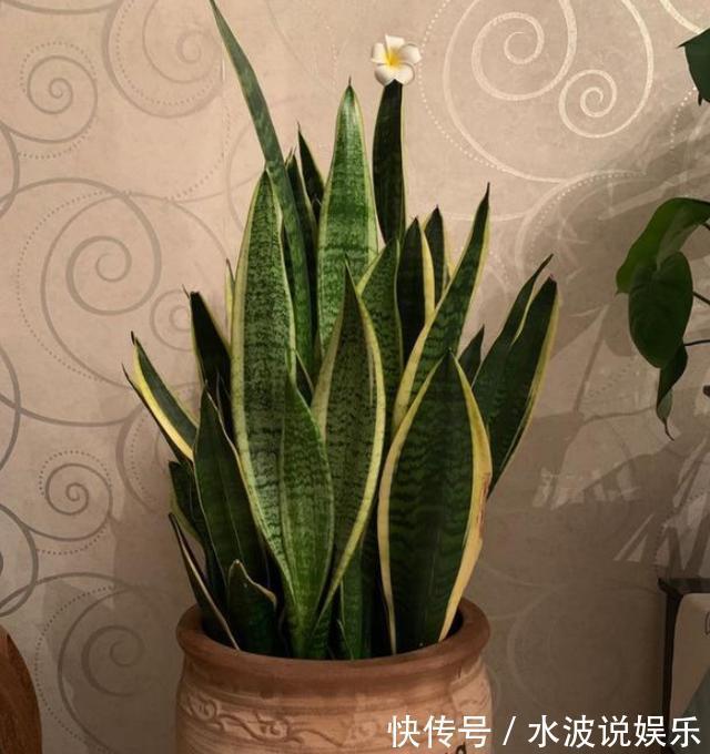 薄荷花|卫生间、浴室异味大咋办别再喷洒香水遮掩，放上它们就够了