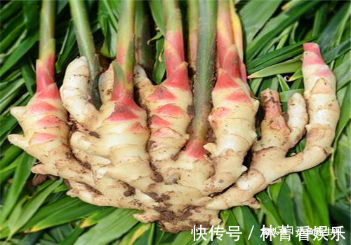 萝卜叶萝卜叶|女性想要皮肤好,不妨多吃4种食物,美容养生,越吃越年轻