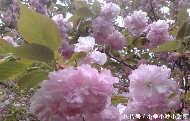 种植|最适合庭院、屋顶绿化种植的植物,各月开花顺序整理,不收藏吗?