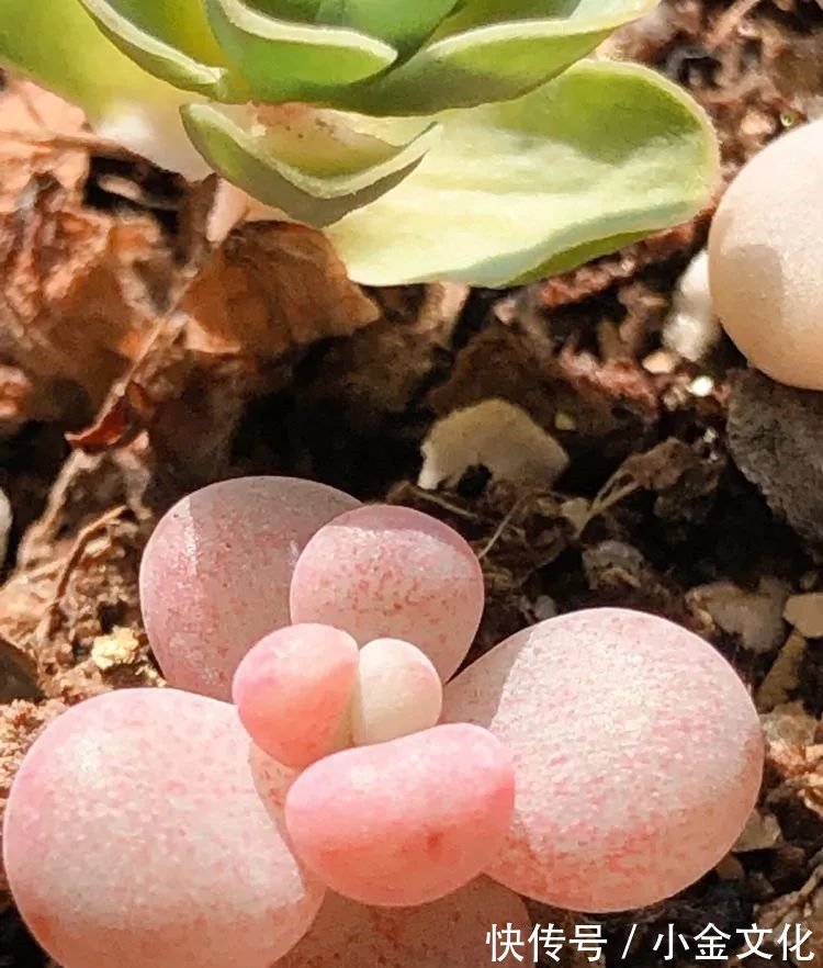 以阳光为滤镜,蓝天为背景,期待拥抱春天,拥抱自然!