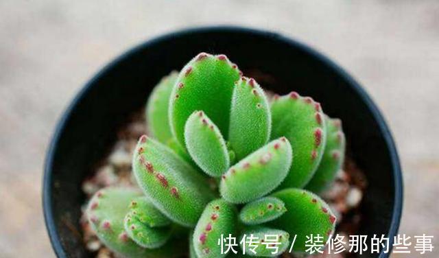 浇水|夏季养护熊童子,植株不烂根不掉叶