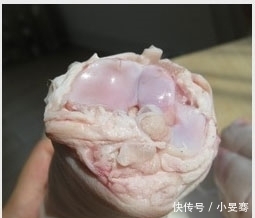 猪蹄|爱吃猪蹄的人要留意了,猪前蹄和后蹄有何区别?看后涨知识