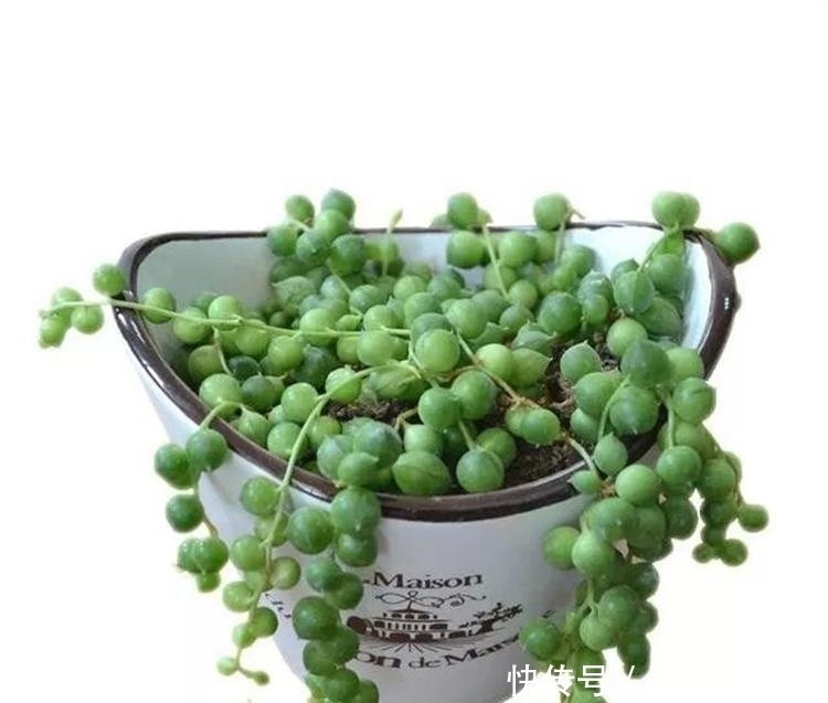 最难养死的10种多肉,谁能养死我服谁!