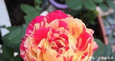 菊花|喜欢菊花,不如养盆“精品玫瑰”伯爵夫人,古典优雅,美不胜收!