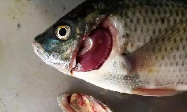 鱼贩子|含“寄生虫”最多的3种鱼,没营养还贵,鱼贩子从不给家人吃