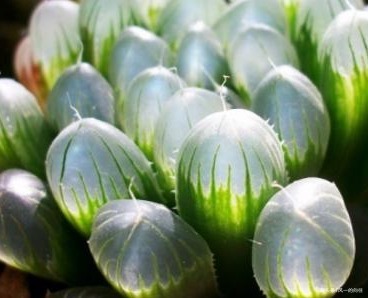 家养玉露总是习惯性生病注意好这些方面,才能长如绿葡萄