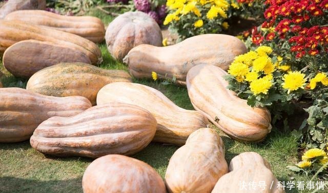 ÄϹϱð×ÜÕô×ųԣ¬ÊÔÊÔÕ⼸ÖÖÄϹϺóÔÓÖ¼òµ¥µÄ×ö·¨£¬ºÃ³Ô²»ÅÂÅÖ