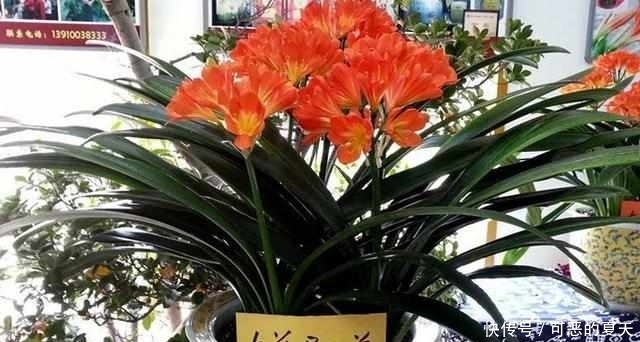 夏季|夏季4不要,君子兰顺利度夏,花期想夹箭都有点困难