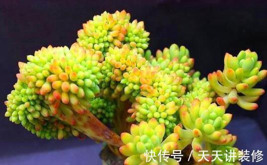 锦晃星|5种精致小巧的多肉植物,个个养成直立桩,造型别致好像艺术品