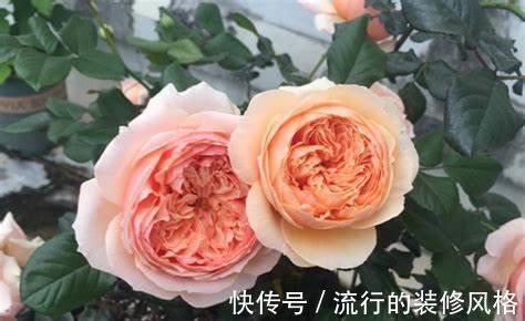 养花试试这几款，花朵绽放就像一个大包子一样很饱满