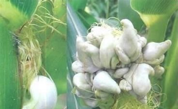 玉米上面长了奇怪的东西, 妈妈竟说是难得一遇的美食