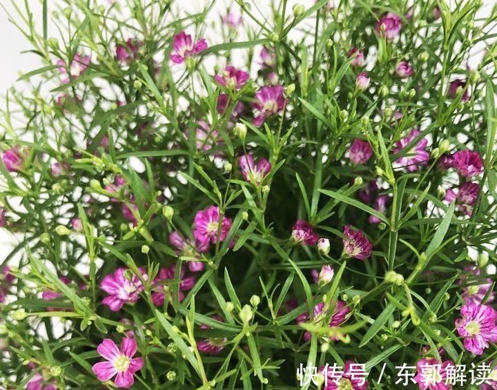 快扔掉家中发财树,真正好看还能净化空气的是这几种,高级又漂亮