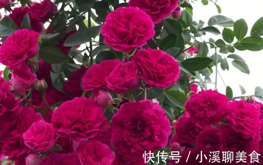 七里香|此花比啥花都香，沾土就活，花开大半年，家养一盆香味十足