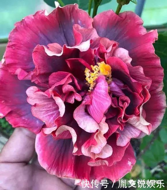 种花|1种花一开就是300多天,好养又漂亮,新手懒人都能养!