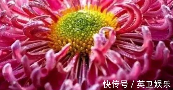 想养菊花选“龙吐珠”花瓣似“千层浪”开花硕大，美家首选