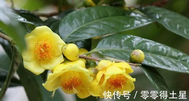 此花是我国独有,被誉为“皇帝花”,随便一开就值千金,营养丰富!