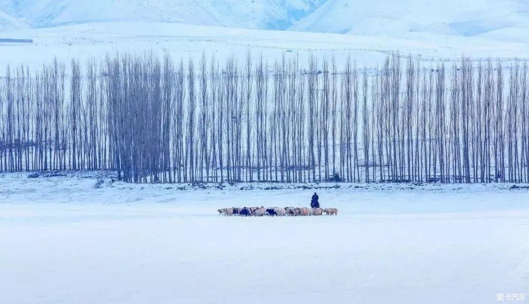 不到过新疆，永远不知道雪有多大。