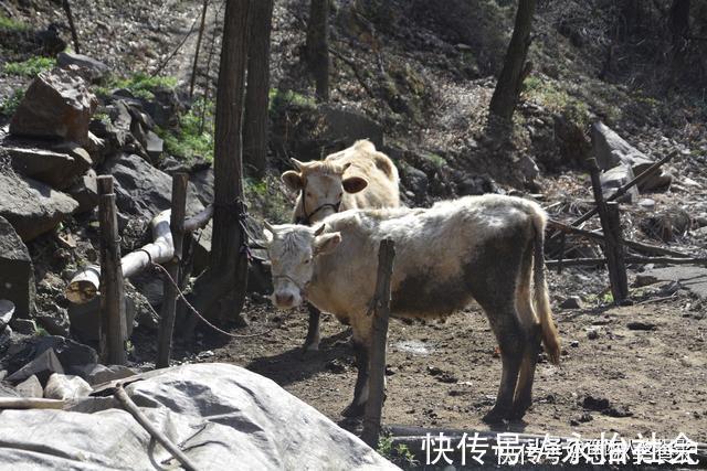 黄杨树#山村大叔耗时12年培养宝塔树,有人出价5万,大叔:开玩笑哩吧