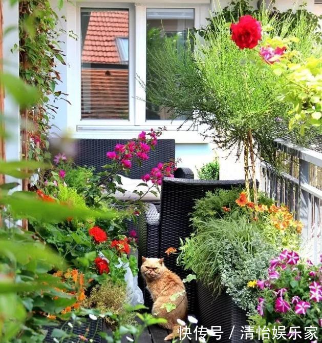 成本|花农养花为啥成本这么低学会用小苏打,几十盆都花不了2块钱