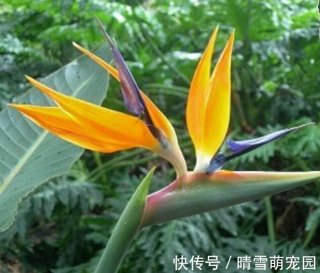 这些“普通花草”早过时了,还在养?建议养花人换成这几样