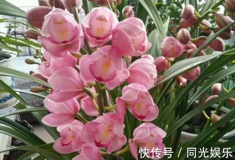 几种花卉,花期超长花量大,一年四季花开不停,一盆千百朵