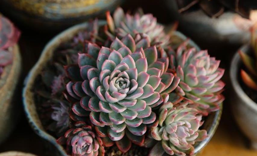 十月养多肉紫罗兰女王,注意4个要点,憋出一圈侧芽,仙气十足