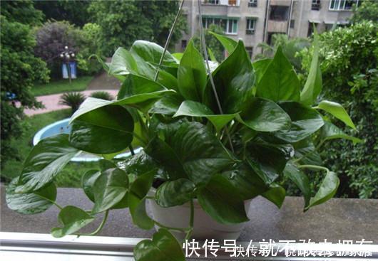 花盆里放点此个,一个月就爆盆了,两年都不黄叶