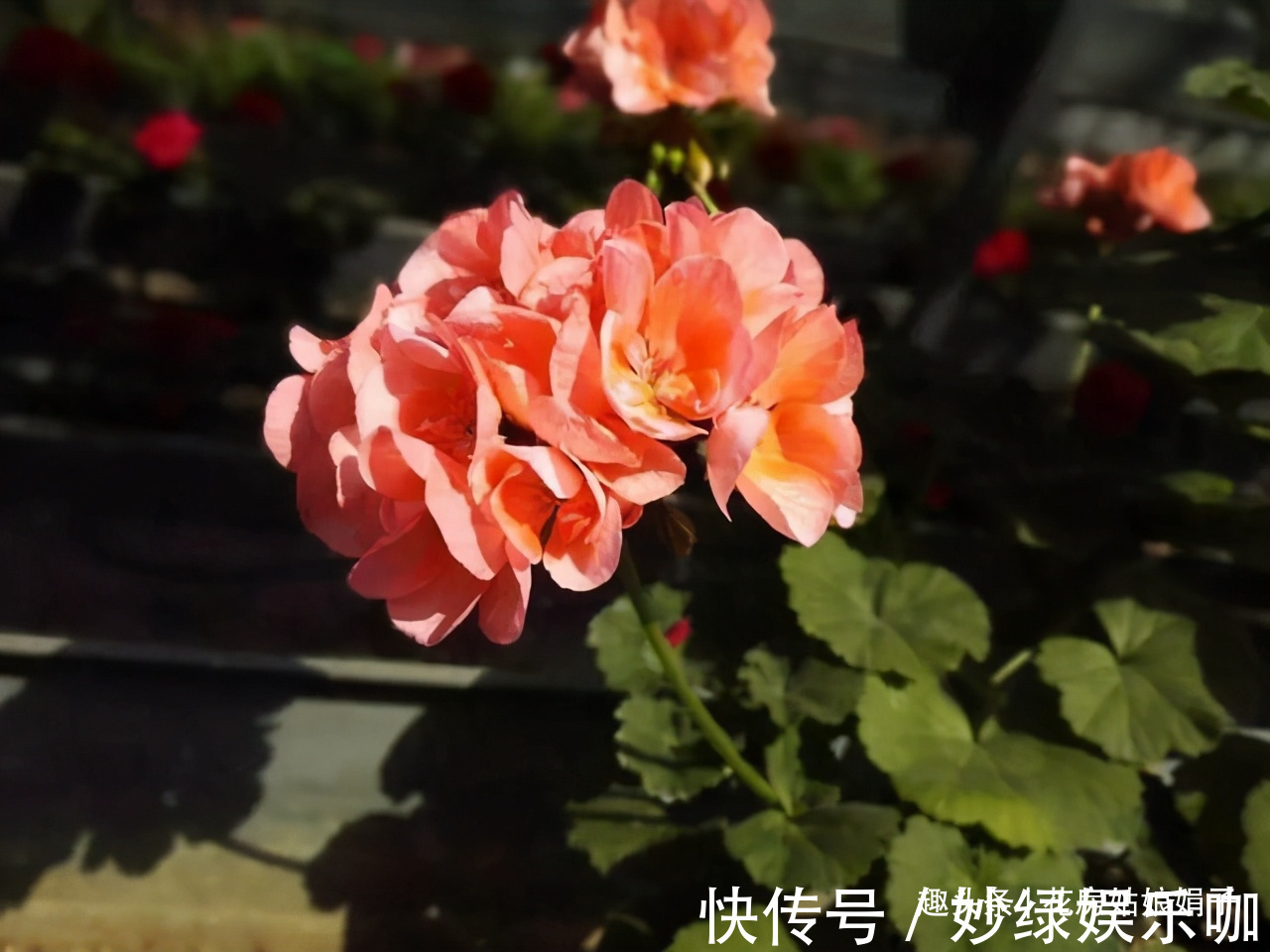 三角梅|适合秋天养的7种花,好养易活,只要环境合适,爱开花,花期长