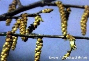 这是世界上最“珍贵”的树，全世界仅有的一棵，它就在中国！