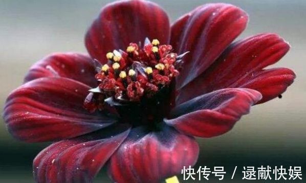 喜欢养菊,就养盆“精品菊花”秋英,花开巧克力香味,清新淡雅