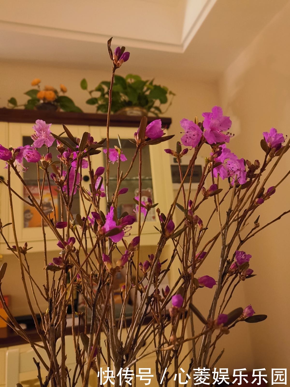 干枝杜鹃|干枝杜鹃不能买,罪恶产业链,没有买卖就没有盗采