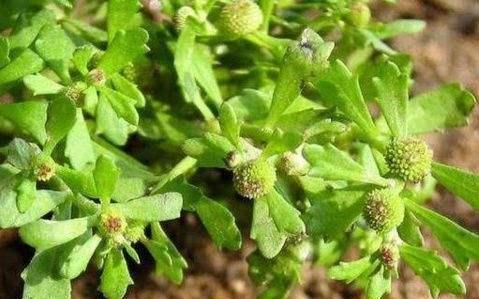 何首乌|这十种中药，用好是良药，没用好是“毒”药