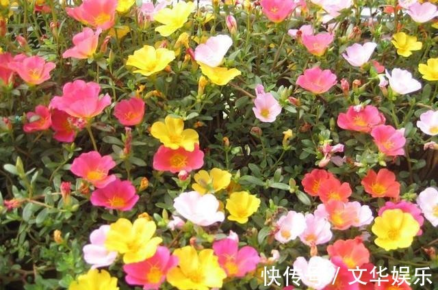 通过“扦插”开花爆盆,这4种花最适合,现在扦插,半个月有一盆