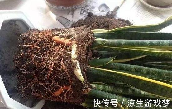 虎皮兰叶片发软,萎蔫躲不过4种情况,你做对了吗看看吧