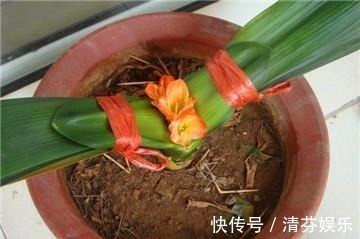 喷洒|盆栽君子兰“卡脖子”,几滴这东西就可以射箭!