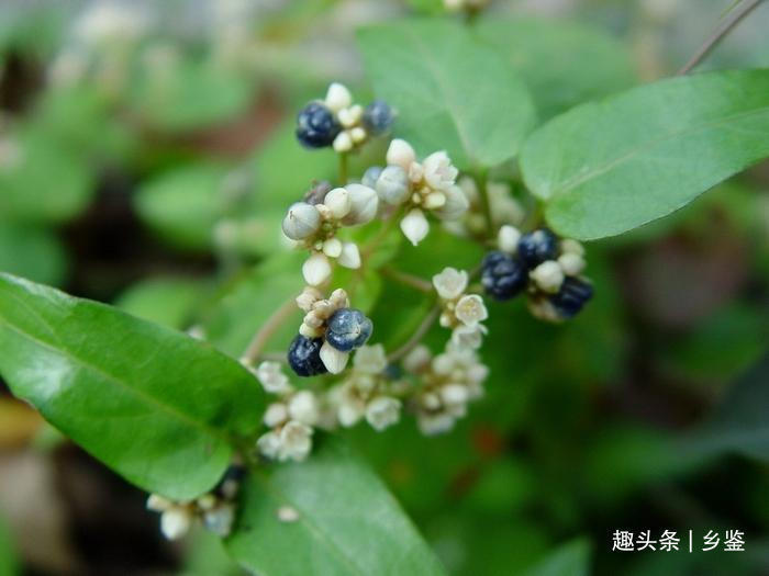 火炭母|花朵洁白果实黑似煤炭，这种野草看似无奇却用处多，遇见了请珍惜