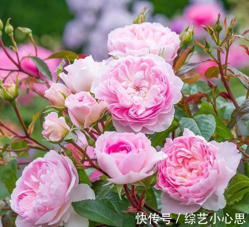 花朵|最惊艳的3种花，花朵奇特美丽，花期超长，扦插就能活