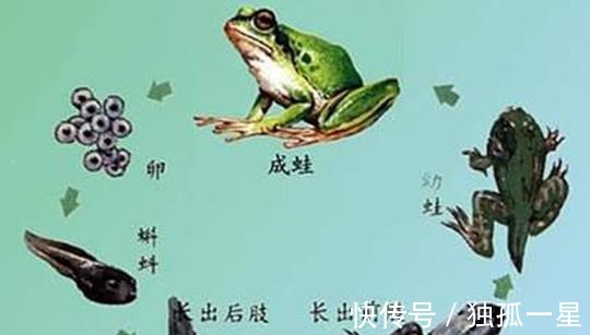 宋小宝|朋友圈盛传四大谣言, 今日你中枪了没！