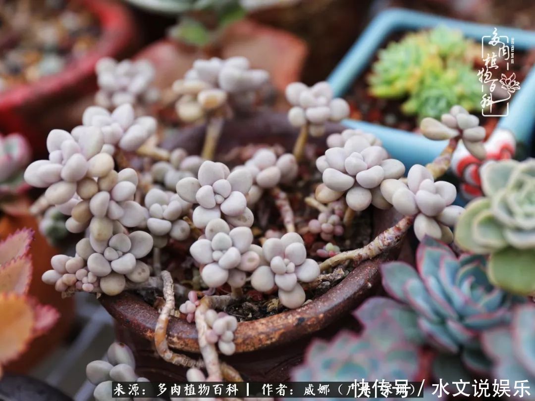 日子|笼子里露养的多肉,越养越美!有多肉的日子伴着小确幸!