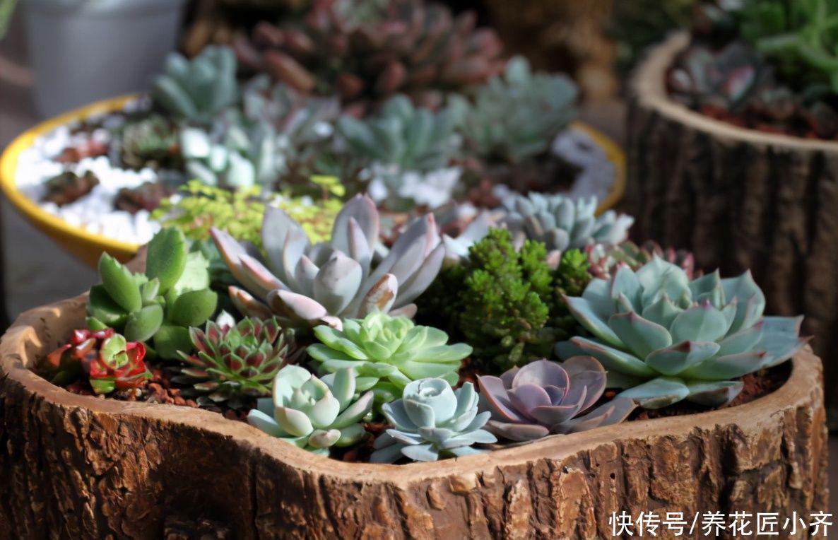 想要养好多肉，新手忌用“三种水”，否则容易伤根，严重会化水