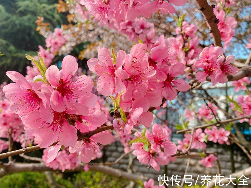 玫瑰花茶|能吃的＂女人花＂，人养花来花养人，美容养颜又滋补