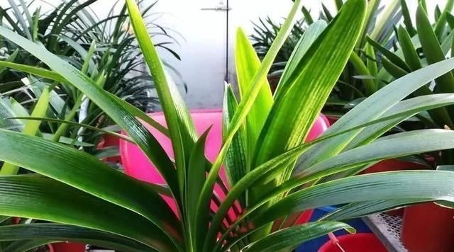 花盆里放两种杂物，花很好，没有虫子，土壤也不结实，气势旺盛