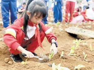 田间|和平小学:走进田间播下太空种子