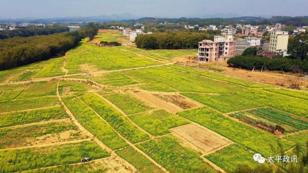 老年|靓！太平镇下黎村近200亩油菜花盛开，刷爆了朋友圈！