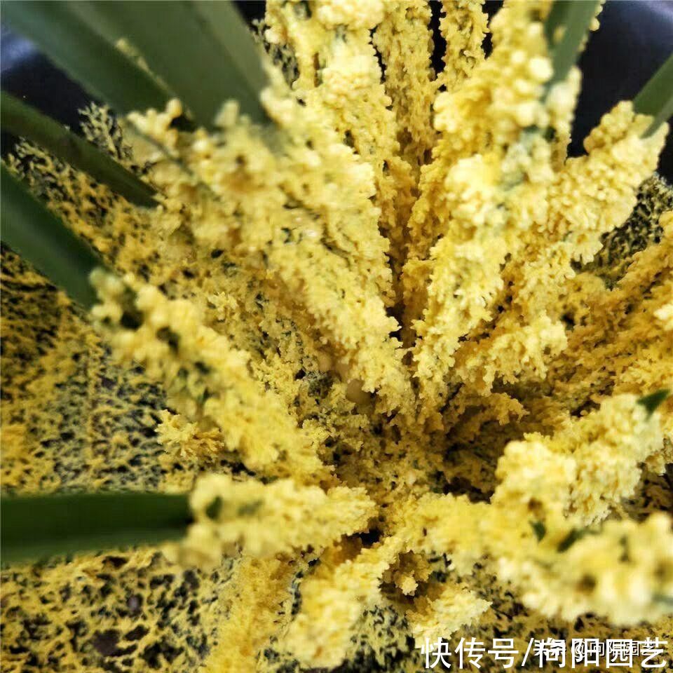 镊子|花盆里长蘑菇了，该咋办？无须担心，用镊子拔掉，避免烂根