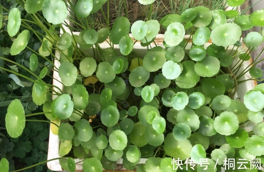 诀窍|这4种植物虽适合园艺新人练手，但想养好，却需掌握住浇水的诀窍